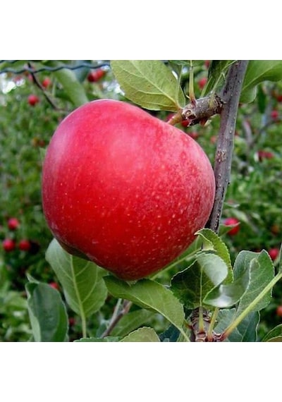 Gala Elma Fidanı Aşılı - 2 Yaş Tüplü 80-100 Cm