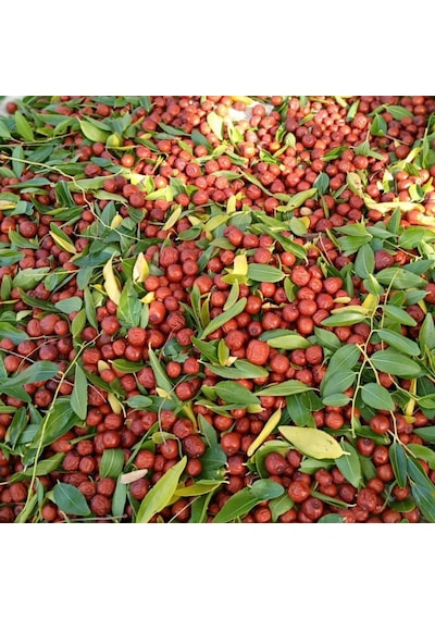 Seymen Bademliği Hünnap Meyvesi 1 KG