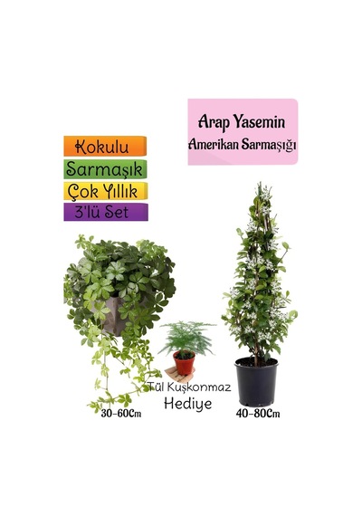 Kokulu Arap Yasemini+amerikan Sarmaşığı+tül Kuşkonmaz 3'lü Bahçe Seti