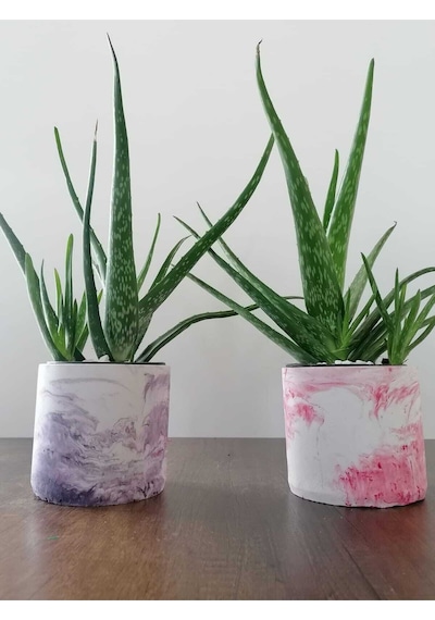 Aloe Vera Bitkisi 40-60 Cm