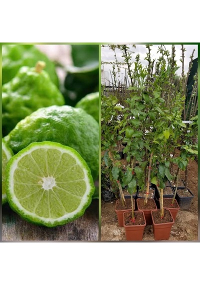 6 Yaş Aşılı Bergamot Fidanı. Saksıda