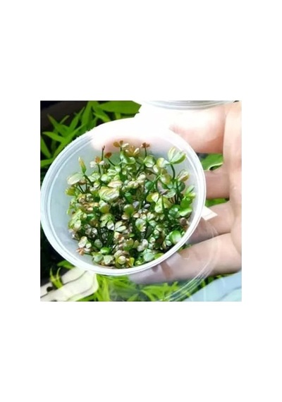 Canlı Marsilea Hirsuta Bitkisi, In Vitro Üretim