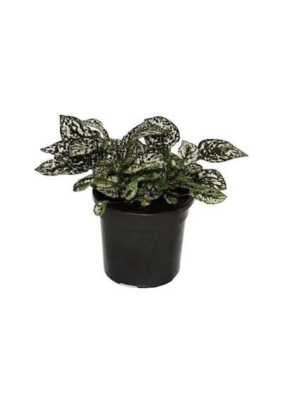 Hypoestes Phyllostachya Hostes Çiçeği Çilli Yaprak Güzeli Beyaz Benek