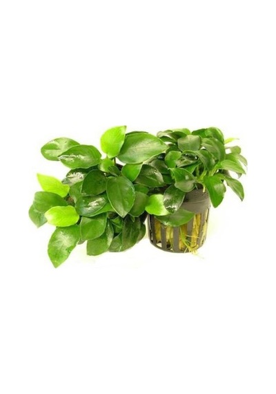 Anubias Nana 5-6 Yapraklı Canlı Bitki Standart