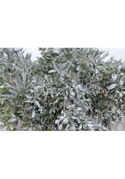 Barrıer Borlu Kaolin