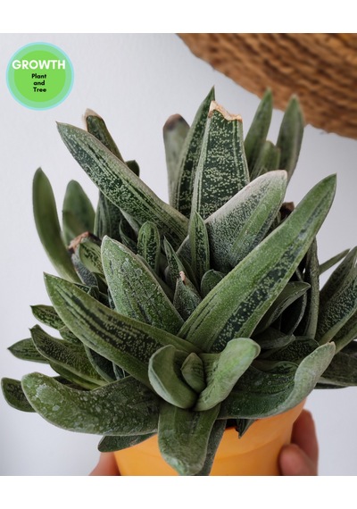 Little Warty Group 1 Adet