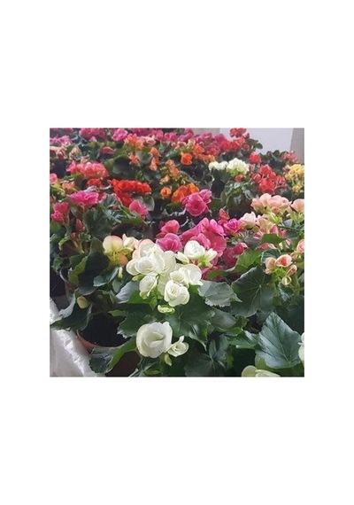 Pembe Yağlı Begonya Çiçeği Begonia Thurstonii 10-20 Cm