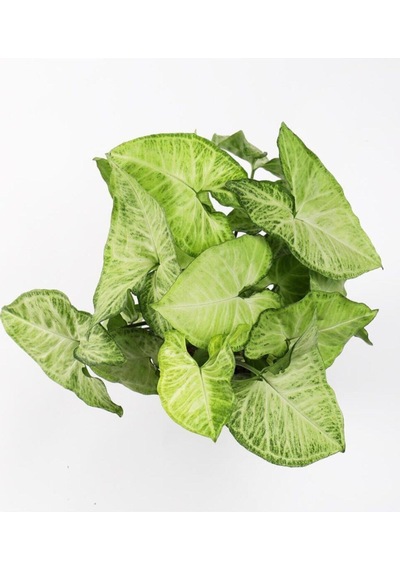 Videolu Hediyelik Melek Kanadı Çiçeği 25-40 Cm Saksılı Iç Mekan Bitkileri Syngonium Podophyllum