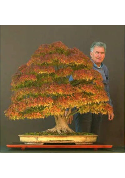 Bodur Çınar Bonzai Ağacı Tohumu 5 Adet Bonsai Ağacı Tohumu