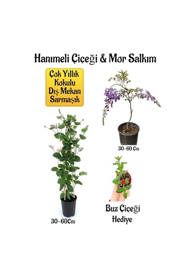 Kokulu Hanıme Çiçeği+mor Salkım Ağacı Fidanıbuz Çiçeği Peyzaj Seti