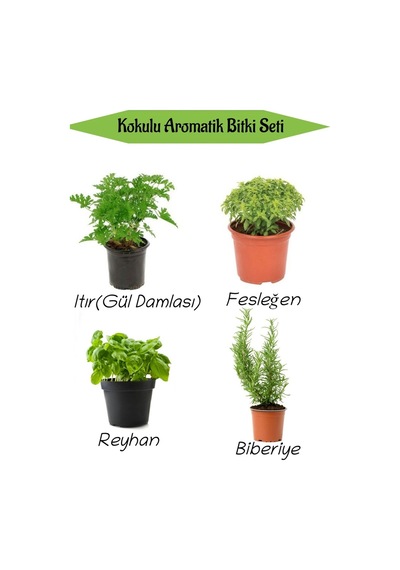 Aromatik Kokulu Mutfak Seti Itır Çiçeği+fesleğen+reyhan+biberiye Fidesi 4 Adet