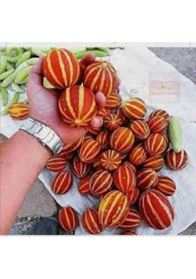 5 Adet Tohum Organik Nevşehir Mis Kokulu Minik Parfüm Kavunu Tohu