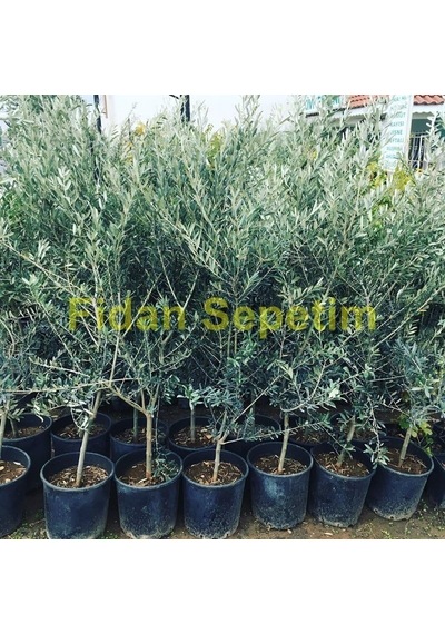 Fidan Sepetim 4 Yaş Gemlik Trilye Sofralık Zeytin Fidanı