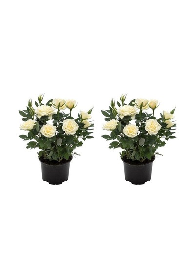 Videolu Yediveren Yoğun Kokulu Beyaz Gül 2 Adet 35-65 Cm Saksılı/tüplü Bahçe Bitkisi White Rose