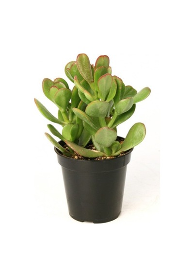 Crassula Ovata Saksılı Para Ağacı Sukulent 10-20 Cm