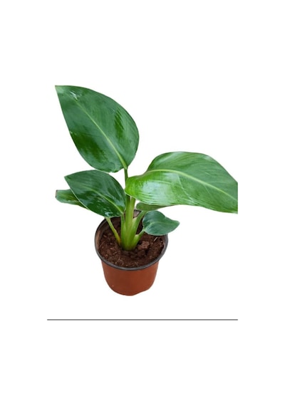 Mini Boy Strelitzia Starliçe Cennet Kuşu Çiçeği 15-30cm 1 Adet Saksılı