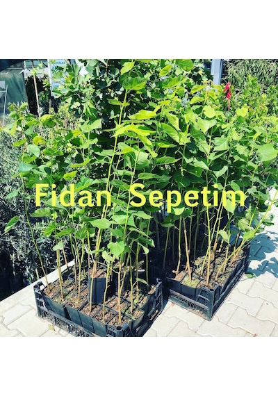 2 Yaş Ihlamur Fidanı