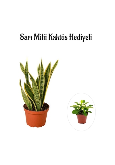 Hediyelik Sarı Alacalı Paşa Kılıcı Bitkisi Sevgililer Gününe Özel Sarı Milli Hediyeli
