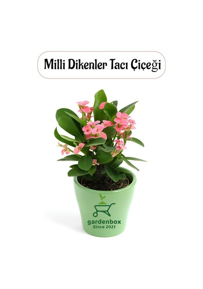 Pembe Renk Milii Dikenler Tacı Çiçeği 1 Adet Saksılı Euphorbia Milii