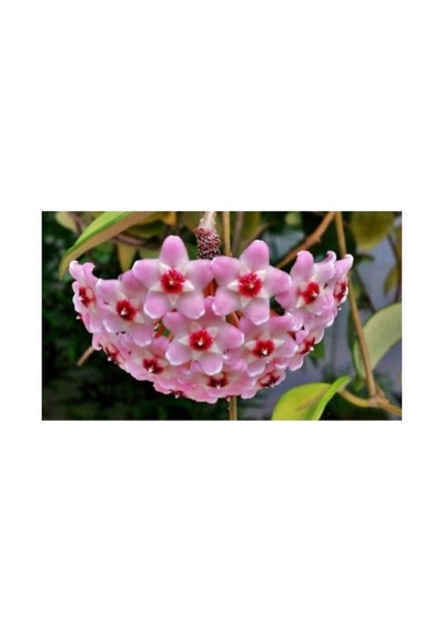 Mum Çiçeği Fidanı Hoya / Pembe 10 -20 Cm