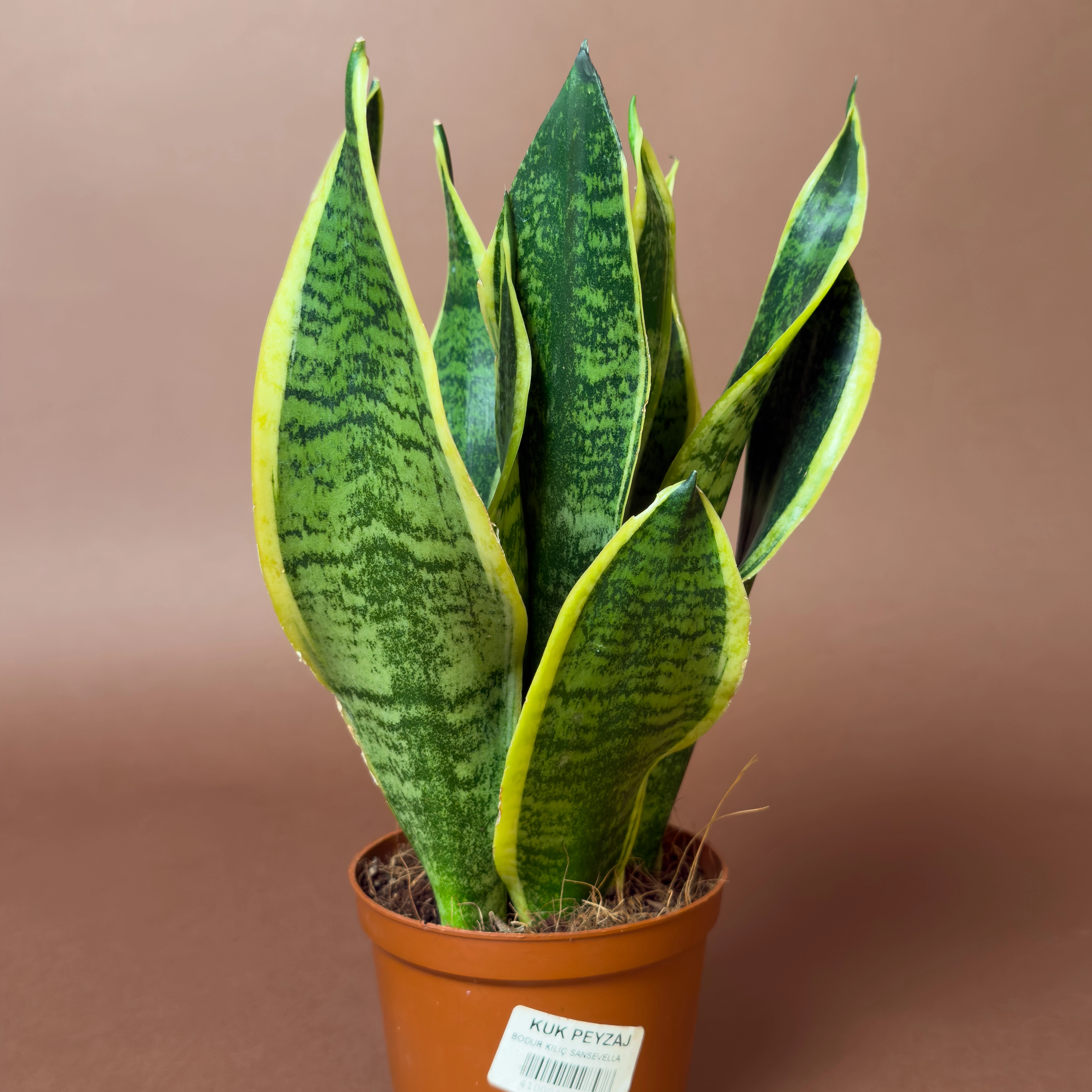 Mini Paşa Kılıcı Sansevieria Trifasciata 23 Cm Sarı Kenarlı Desenli Yapraklı Form