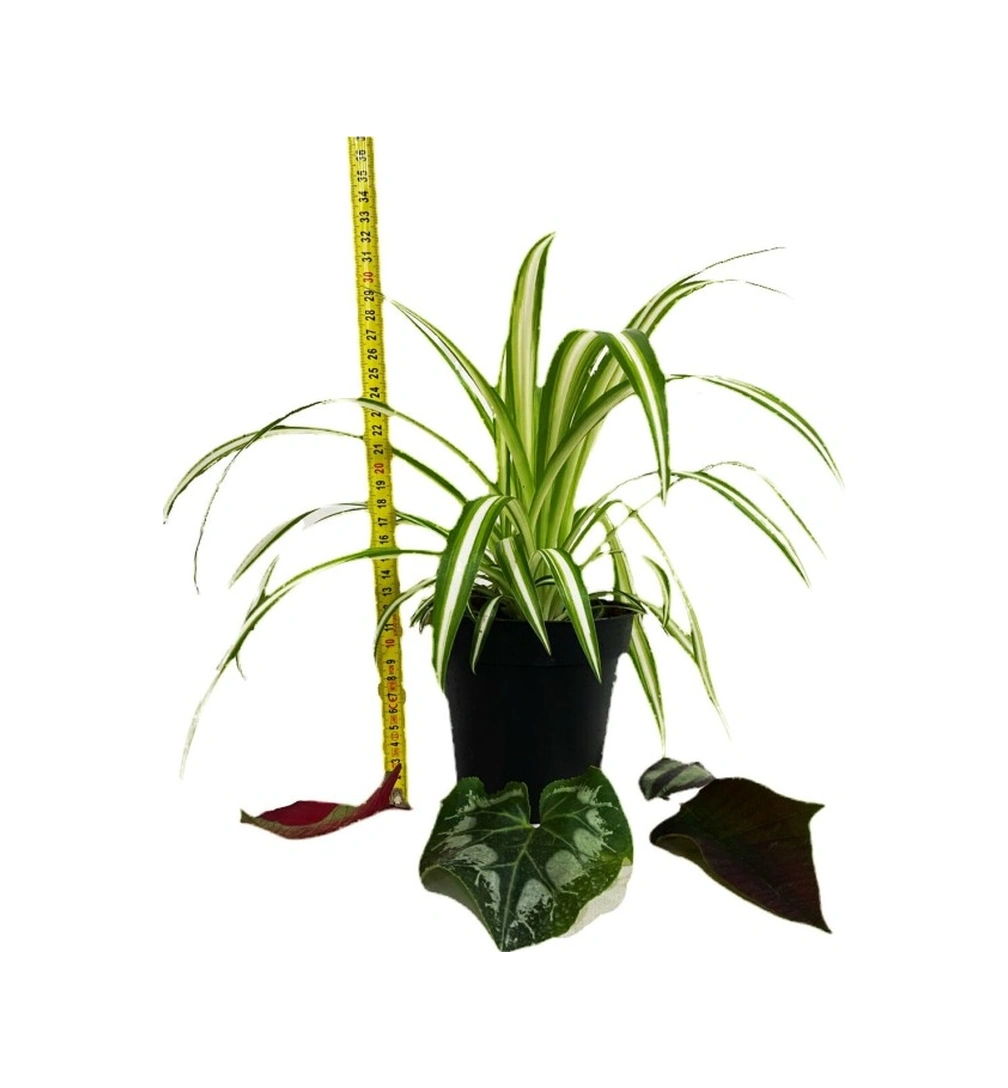 Kurdele Çiçeği Fidanı Chlorophytum Comosum 10-20 Cm