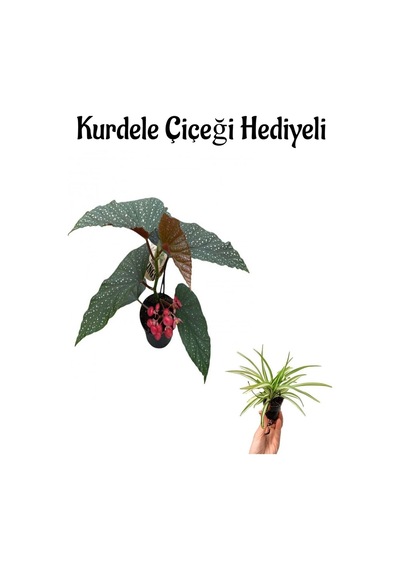 Çiçekli Çilli Begonya Çiçeği Sevgililer Gününe Özel Kurdele Çiçeği Hediyeli