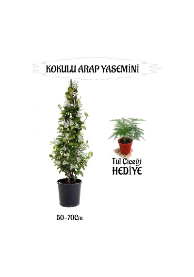 Mis Kokulu Arap Yasemini 1 Adet+tül Çiçeği Hediyeli Peyzaj Seti