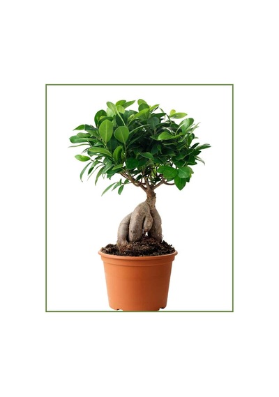 Ficus Ginseng Bonsai 5 Adet