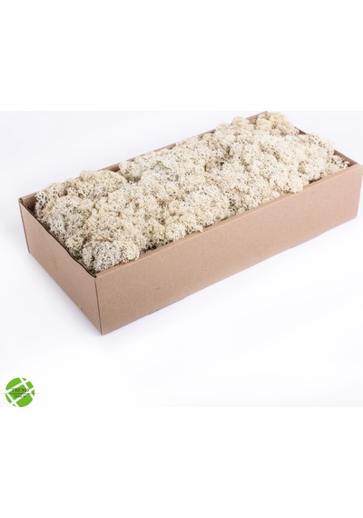 Reindeer Moss Beyaz Şoklanmış Norveç Yosunu 250gr
