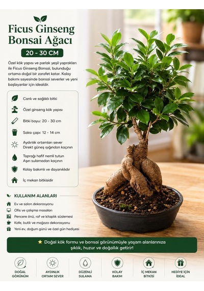 Ficus Ginseng Bonsai Ağacı Saksı, 20-30 Cm
