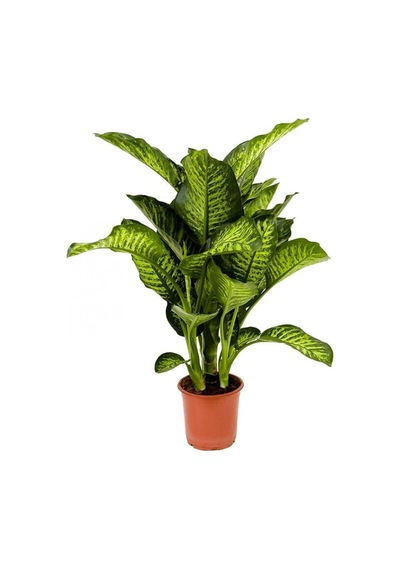Dieffenbachia - Difenbahya Tropic Snow 70-90 Cm Boyunda Üretim Saksısında