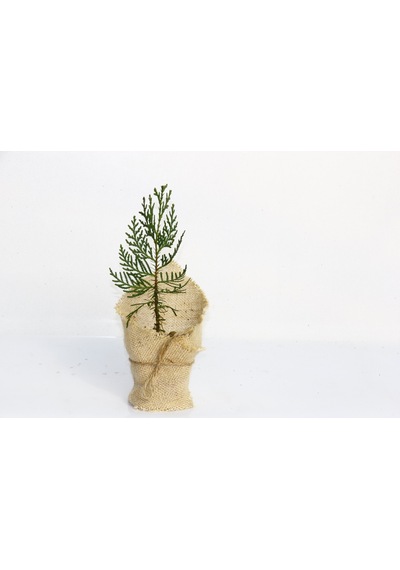 NİKAH ÇAMI 50 ADET - ÖZEL GÜN FİDANI (Mazı-Thuja Orientalis)