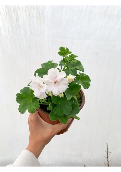 Beyaz Sakız Sardunya Çiçeği Fidanı 15-25 Cm Saksılı Çiçekli Bodur Bitkiler Pelargonium