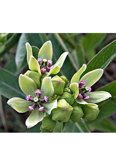 10 Adet Antelope Horn Milkweed Tohumu