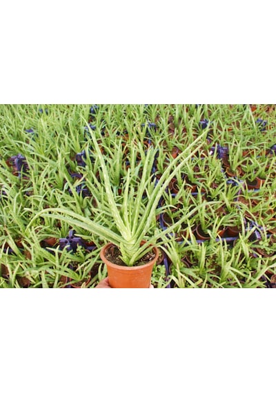 Aloe Vera Bitkisi 10 Adet