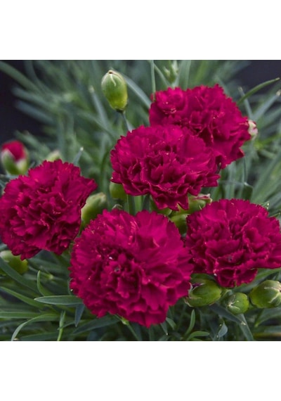 Chabaud Crimson Karanfil Çiçeği Tohumu 70 Adet