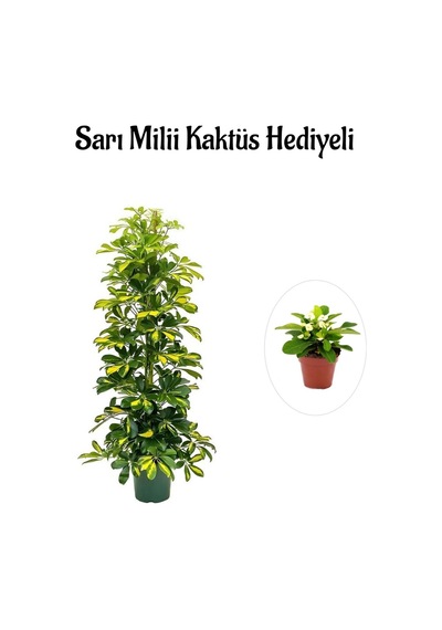 Hediyelik Sarı Alacalı Şeflera Bitkisi Sevgililer Gününe Özel Sarı Milli Kaktüs Hediyeli