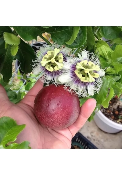 Passiflora Edulis Maruçya Tohumu 3 Adet