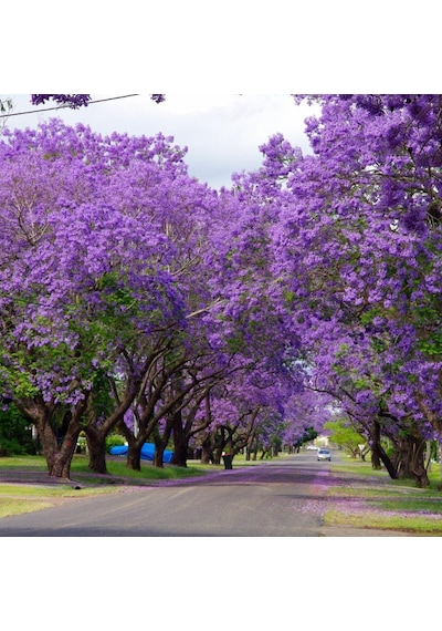 Jacaranda Jakaranda Ağacı Tohumu 5 Tohum