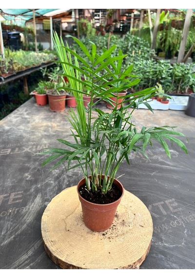 Chamaedorea Elegans Dağ Palmiyesi 40-50cm