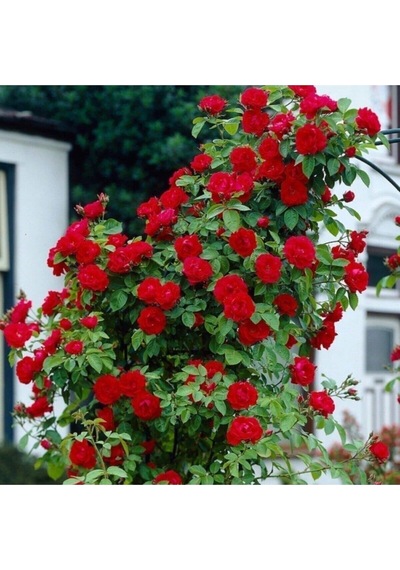 Videolu Kırmızı Yediveren Sarmaşık Gül Fidanı 50-80cm Tüplü Aşılı Gül Red Rose