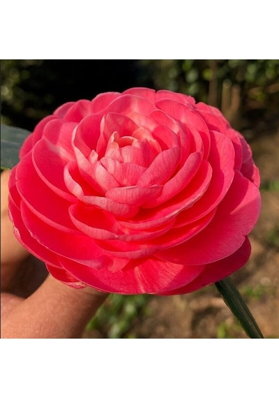 Mini Saksıda Katmerli Pembe Katmerli Kamelya Fidesi 5-10 Cm