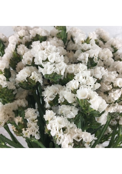 Limonium Sinuatum Pure White Deniz Lavantası Tohumu 30 Tohum