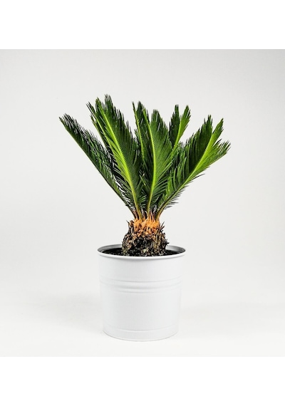 Sikas Cycas Ağacı Tohumu Sikas Ağacı Tohumu 3 Adet Dev Tohum Skas Tohumu..