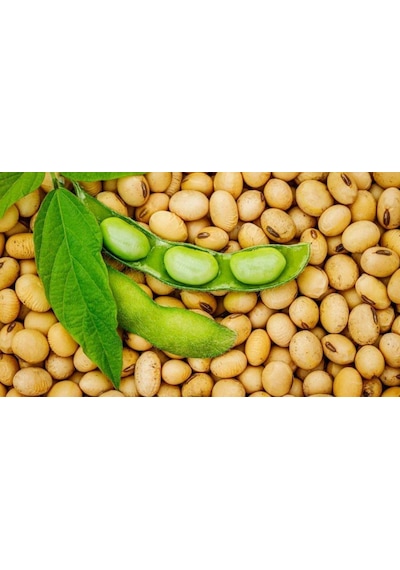 Yerli Soya Fasulyesi Tohumu 500 GR N116161