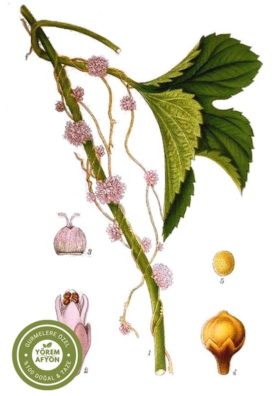 Yörem Afyon Meşhur Mardin Yöresinin Kalbinden Gelen Şifa Nişanesi İkşut Otu, Küsküt Cuscuta Chinensis 60gr.