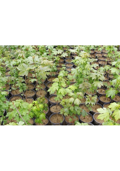 Akçaağaç Fidanı - Acer Platanoides 3 Adet