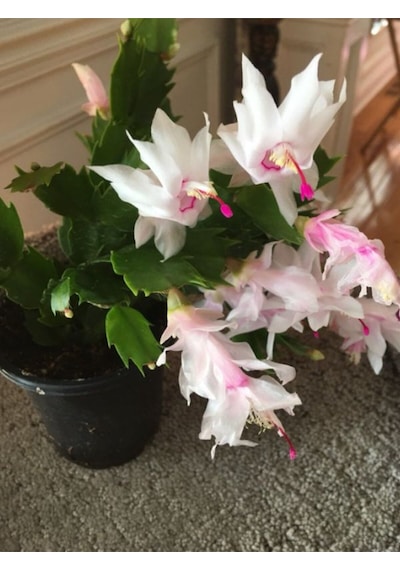 Videolu Beyaz Yılbaşı Çiçeği Fidanı 20-30 Cm Saksılı Çiçekli Bodur Bitkiler White Zygocactus