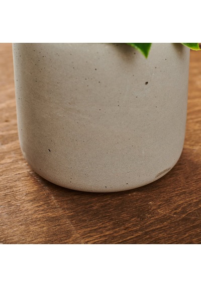 Beton Saksıda Doğal Görünümlü Bitki Çok Renkli